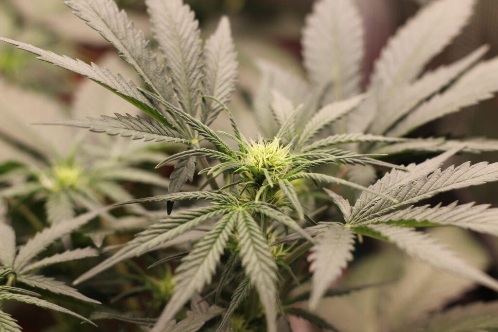 Marijuana a Drug Marijuana (weed) plant