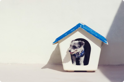 A dog in it's house