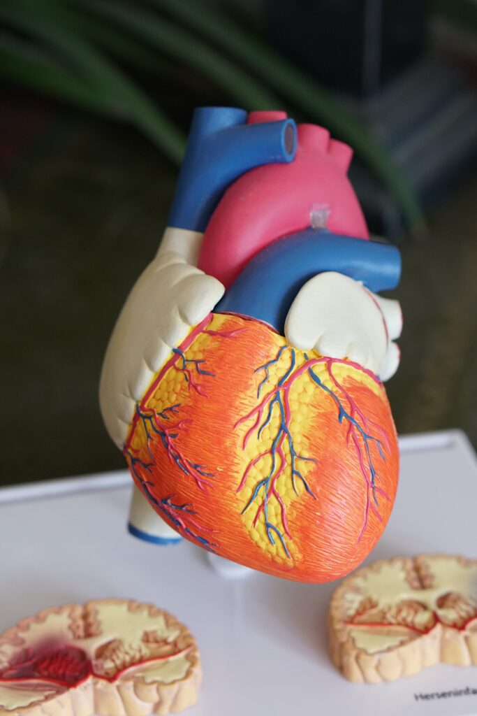 an image of a heart representing the ways cocaine can impact the body