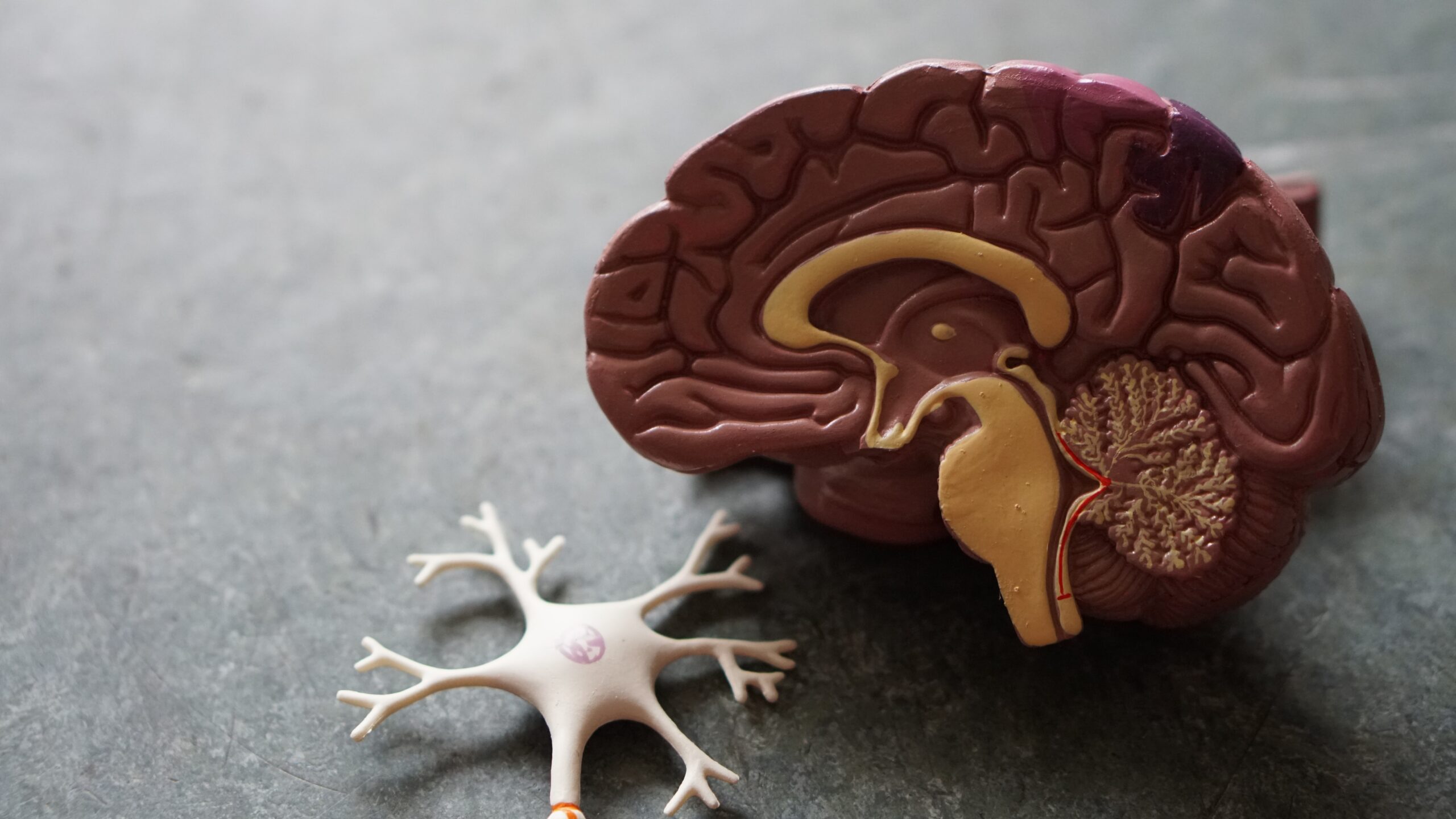 an image of a brain representing memory loss and addiction